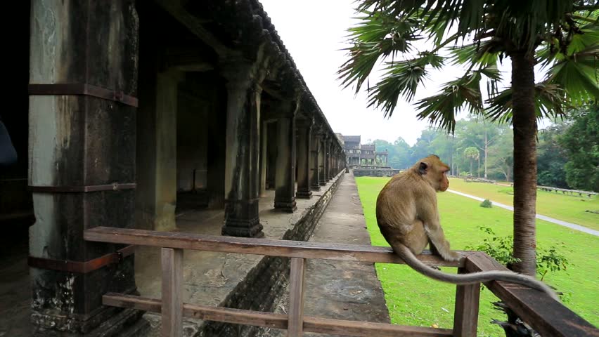 ANGKOR, CAMBODIA - CIRCA DECEMBER: Monkey at Angkor Wat Temple, on circa