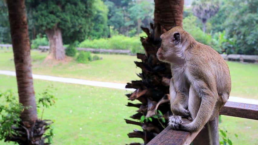 Monkey at Angkor Wat Temple. Angkor Wat ancient Khmer temple, the famous tourist