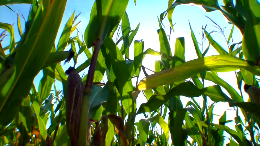 Green field of young corn and cloudy blue sky 