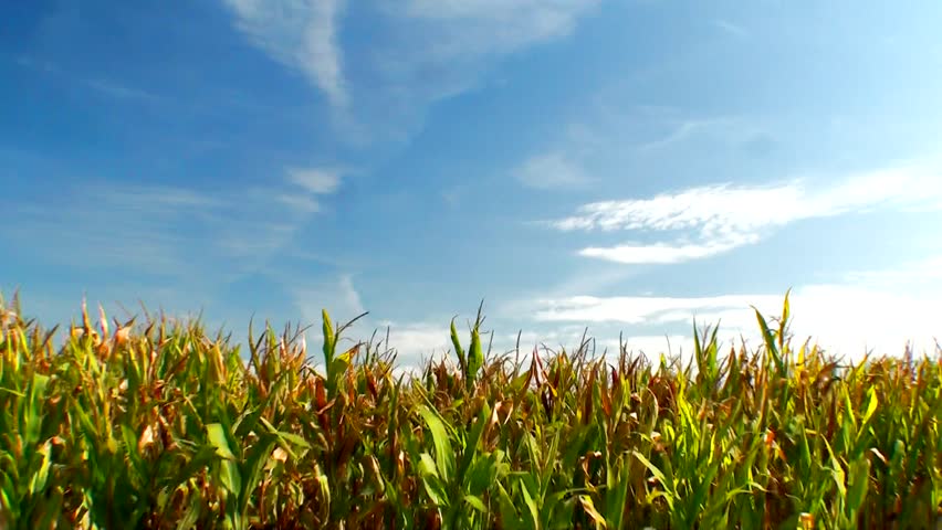 Green field of young corn and cloudy blue sky 