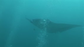 manta ray (Manta birostris) in clear water, maldives ari atoll part 5