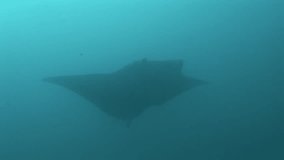 manta ray (Manta birostris) in clear water, maldives ari atoll part 3