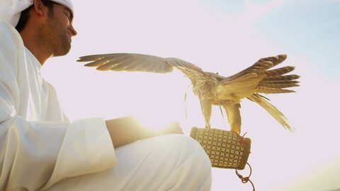 Proud Arabic male owner in desert with trained bird of prey perching on the gloved wrist displaying wings sun lens flare shot on RED EPIC, 4K, UHD, Ultra HD resolution