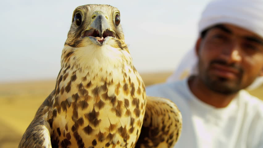 Close up trained peregrine falcon tethered to wrist Arabic male owner in traditional middle eastern dress shot on RED EPIC, 4K, UHD, Ultra HD resolution