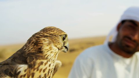 Portrait Saker falcon displaying wings tethered to Arabic male owners wrist close up shot on RED EPIC, 4K, UHD, Ultra HD resolution