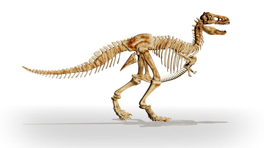 Dino T-Rex walking,loop