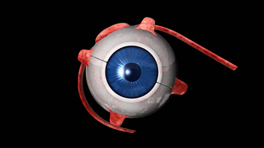 Human Eye rotating,Alpha channel