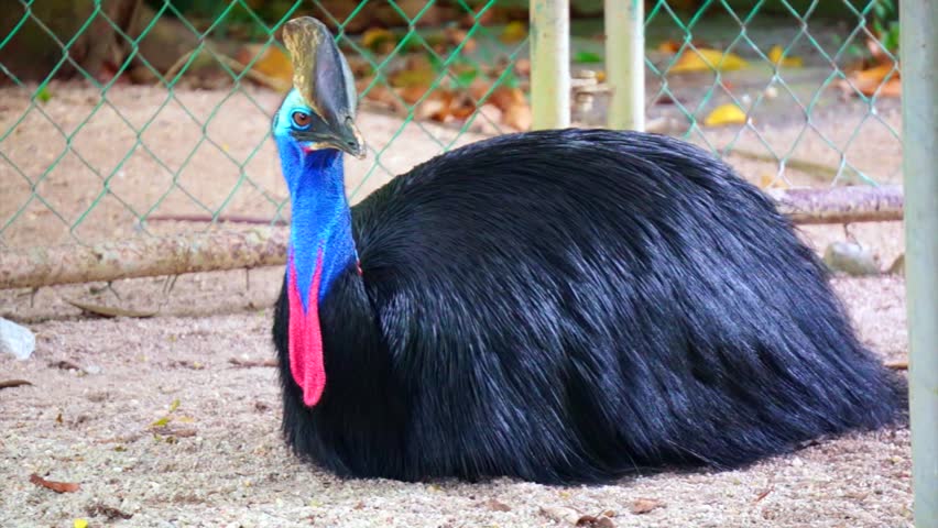 stuffed cassowary