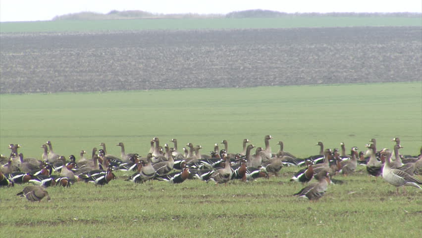 Thousands of red-breasted and white-fronted geese