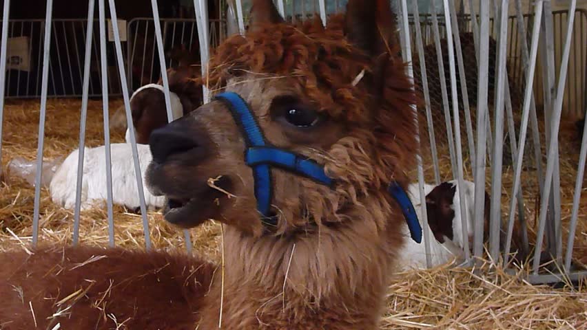 Alpaca eating hay straw becomes curious as people walk by.