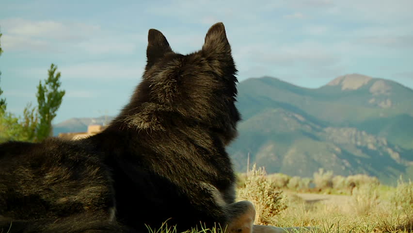 Dog relaxing by the mountains