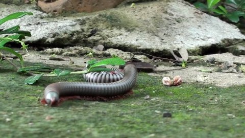 Two Millipedes (order Spirobolida) panic and have a short tussel. Taken in Thailand. Phylum: Arthropoda Subphylum: Myriapoda Class: Diplopoda Order: Spirobolida.