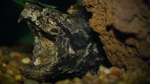 An Endangered Alligator Snapping Turtle (Macrochelys temminckii) uses a specialized worm-like lure in its mouth to catch fish drawn to the wriggling movements. Ambush predators and camouflage.