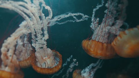 Jellyfish swimming together