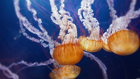 Jellyfish swarm HD