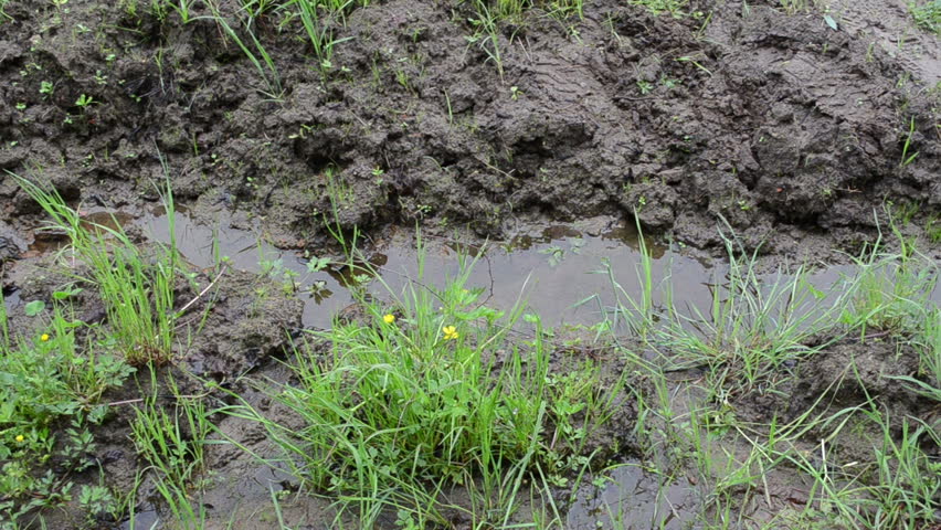 Woman legs with gumboots rubber boots walk on wet dirt soil mud swamp marsh and leaves foot prints marks.