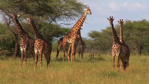 A tower of giraffes with the male centered, all chewing.