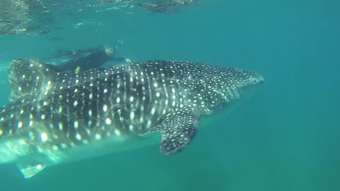 Man swimming with Whale Shark  (Rhincodon typus).  Man snorkeling along side a Whale Shark.  