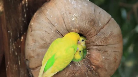 Budgeriga feeding its offspring in the nest