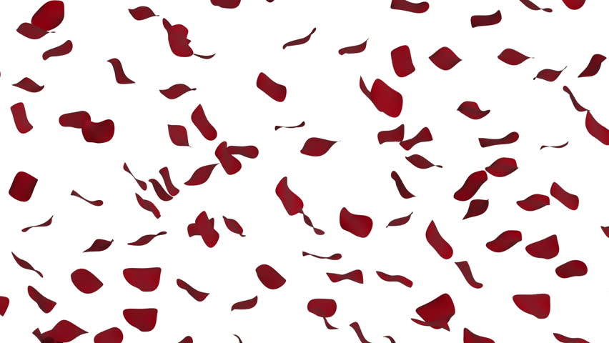 Falling Rose Petals On Whit Stock Footage Video (100% Royalty-free ...