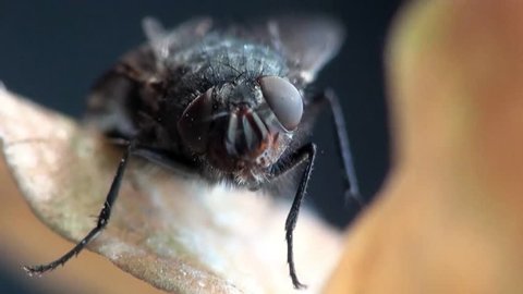 Fly housefly insect macro