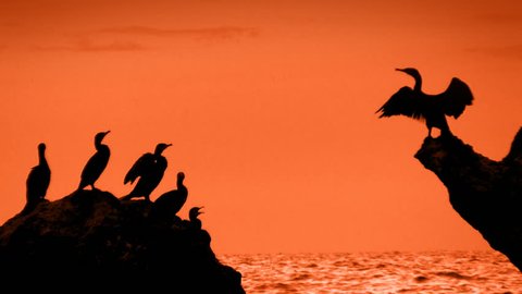 Sunset, cormorants sitting on big stone in the sea, sound, HD 