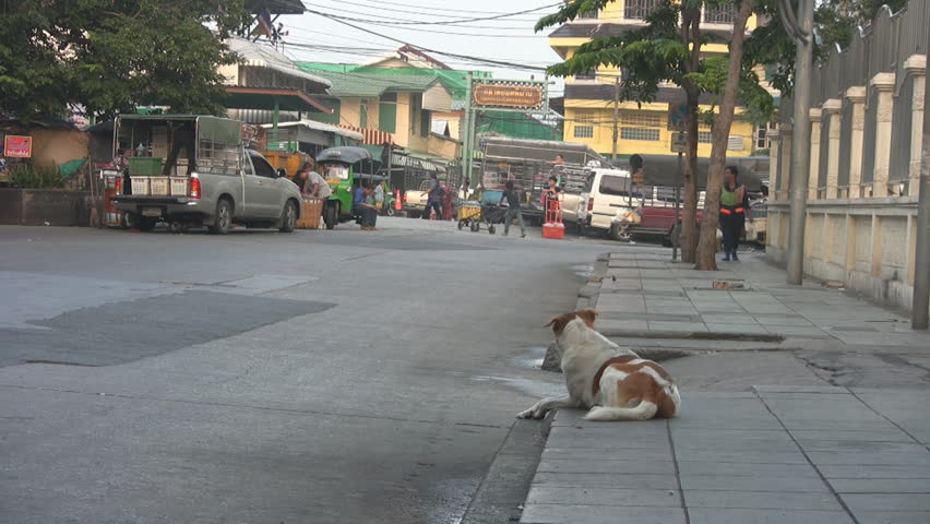 Bangkok, Thailand - circa 2014: A tuktuk passes a dog lying on the pavement. p287