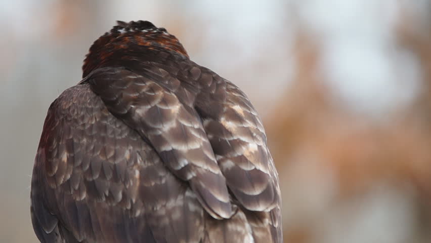 Red-tailed Hawk (Buteo jamaicensis) is a North American  bird of prey, often used for Falconry. Slow-motion, half natural speed.