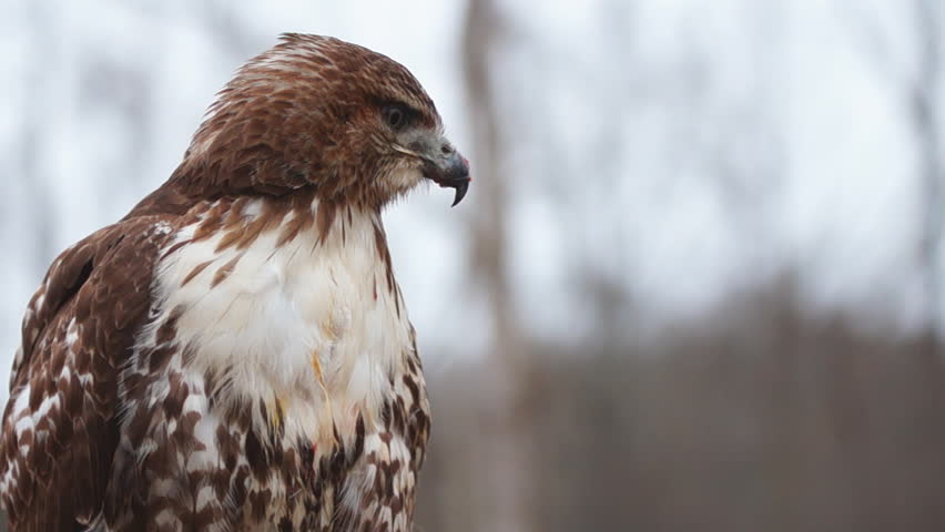 Red-tailed Hawk (Buteo jamaicensis) is a North American  bird of prey, often used for Falconry. Slow-motion, half natural speed.