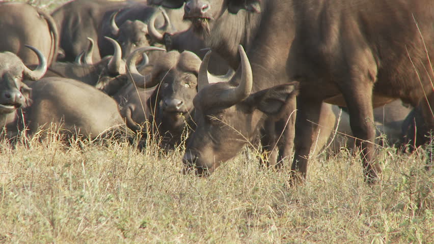  Buffalo herd in the african bush. Some sit while others walk and graze 