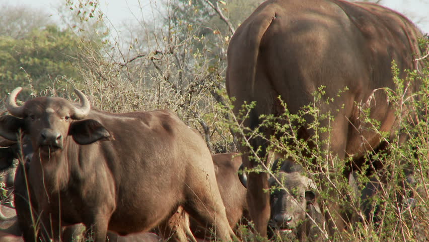  Buffalo herd in the african bush. Some sit while others walk and graze 