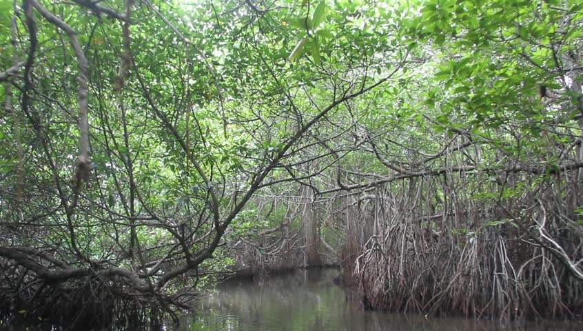 moving inside mangrove trees near bentota Stock Footage Video (100% ...