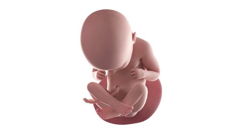 loopable fetus rotation animation - week 35