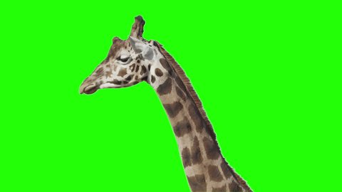 Giraffe in front of green screen. Ready to be keyed.
