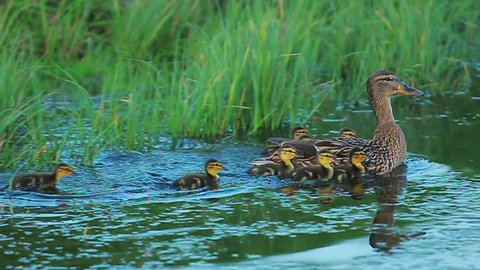 Duck with ducklings on walk floating in the pond water. Harmony of nature.