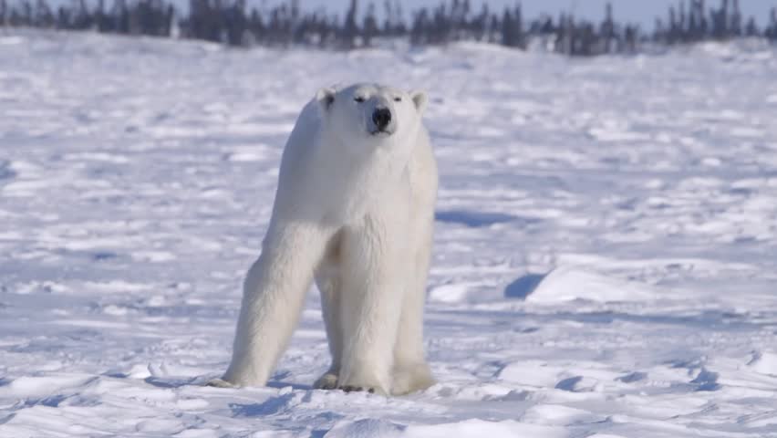 polar bear walking through arctic landscape Stock Footage Video (100% ...