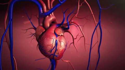 heart, Heart model w/clipping path, Human heart model, Full clipping path included, Human heart for medical study, Human Heart Anatomy