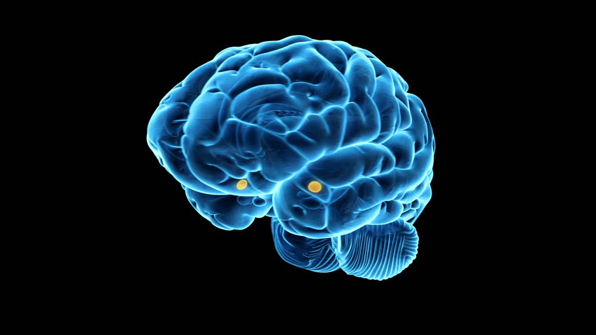 Medical Animation Showing the Amygdaloid Stock Footage Video (100%