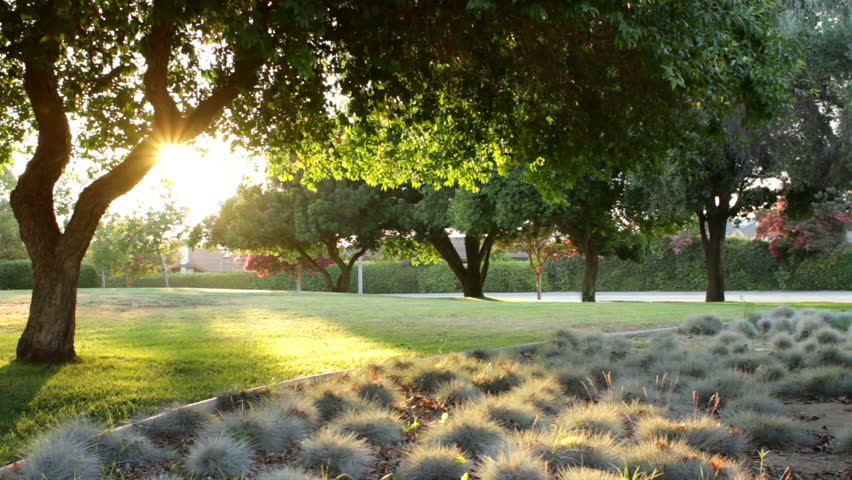 Nice depiction of water wise, drought tolerant plants at sunset.