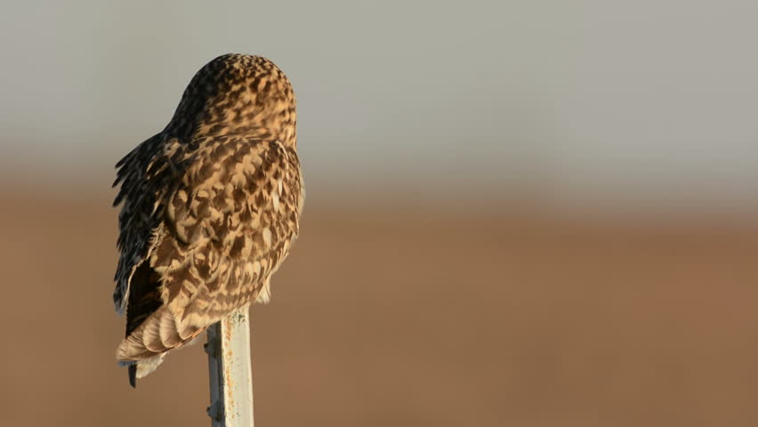 Short-Eared Owl perched on a post near an open meadow in winter