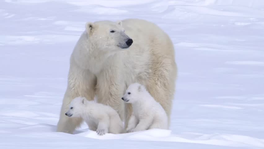 Pair of polar bear cubs sitting with their mother. Royalty-Free Stock Footage #5370284