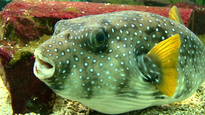 green blowfish
