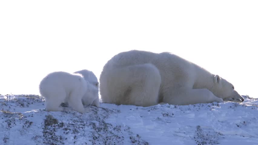 A pair of polar of cubs fighting over a piece of food wake their mother.