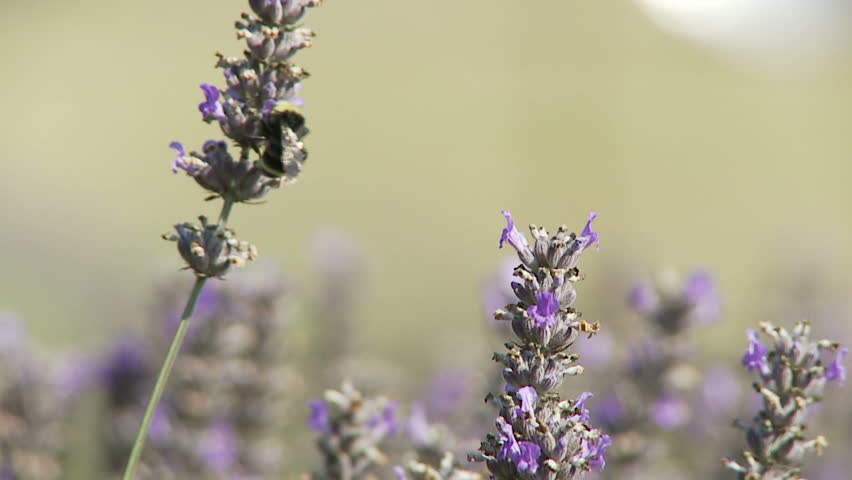 Bee flies around lavender plants in a field