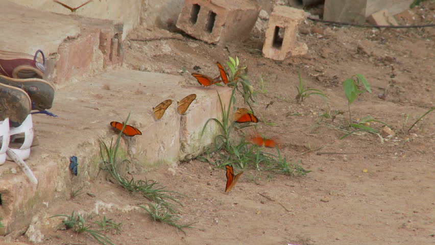 Brightly colored butterflies on a porch step