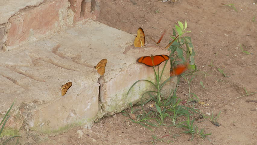 Red and orange butterflies collect next to shoes on a porch step