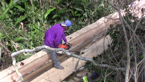 Man cuts tree into planks 