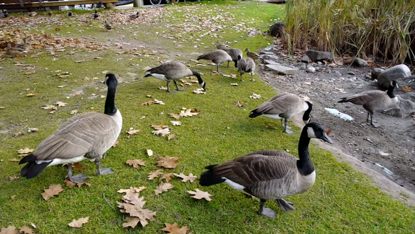 Geese in Canada