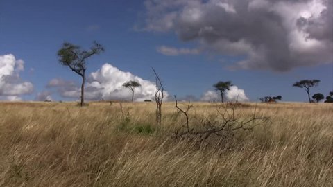 View of grassy savannah landscape in the Serengeti with ebony trees taken from a slow moving vehicle to show a pan of the environment