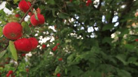 Red apples on a branch of Apple trees in the Green Garden